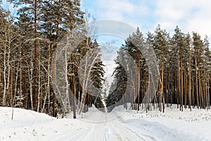 Snowy country road road through the winter forest