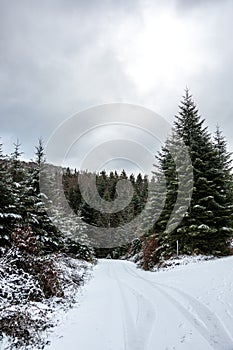 Snowy crossroads in the middle of the winter forest