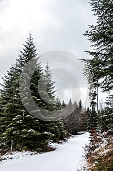 Snowy crossroads in the middle of the winter forest