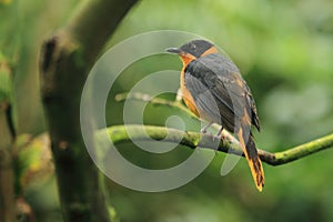 Snowy-crowned robin chat