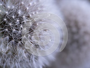 Snowy Dandelion