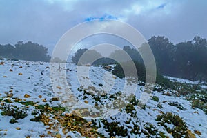 Snowy day, on mount Adir photo