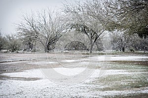 Snowy day in park with mesquite trees in Arizona