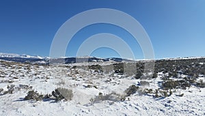 Snowy desert tumbleweeds