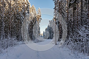 Snowy dirt road in a snow covered winter forest in Sweden