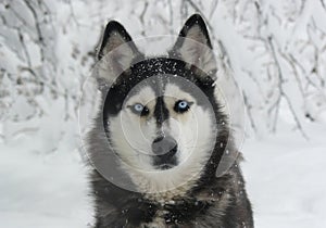 Snowy dog Siberian Husky photo