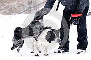 Snowy Dog Training Session