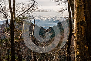 Snowy dramatic Tatry Mountains through the forest in Pieniny Mountains in spring, Malopolska, Poland