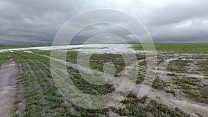 Snowy early spring crop wheat field  and green sprouts in wind, time lapse