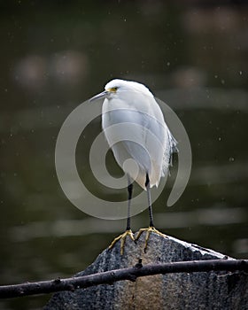 Snowy egret