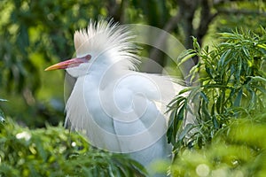 Snowy Egret