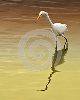 Snowy Egret