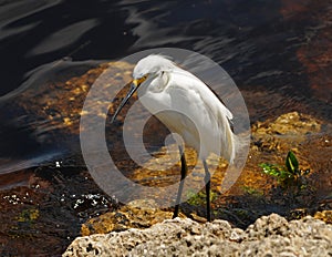 Snowy egret