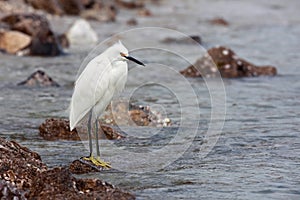 Snowy Egret