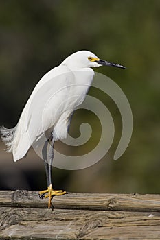 Snowy Egret