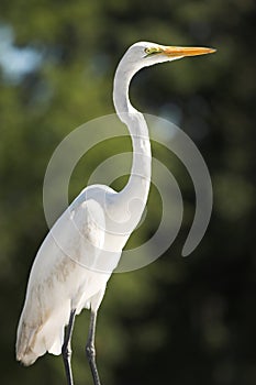 Snowy egret