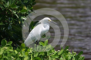 Snowy Egret photo