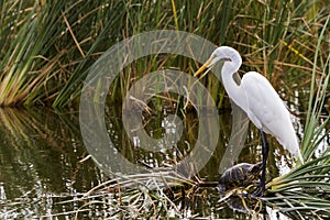 Snowy egret