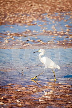 Snowy egret