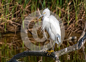 Snowy Egret