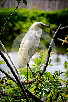 The Snowy Egret.