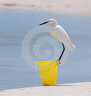 Snowy Egret