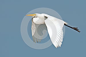 Snowy Egret