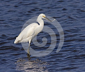 Snowy Egret