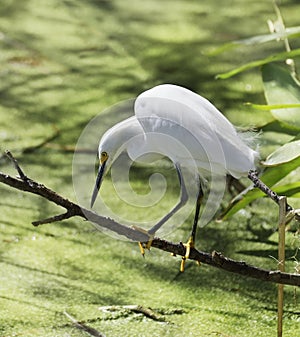 Snowy Egret