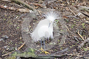 Snowy Egret