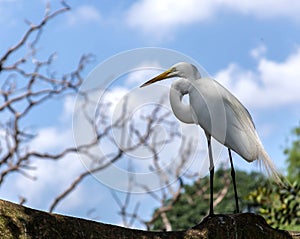 Snowy Egret