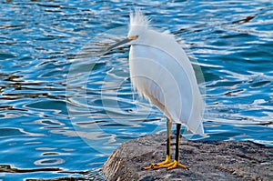 Snowy Egret