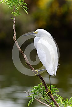 Snowy egret