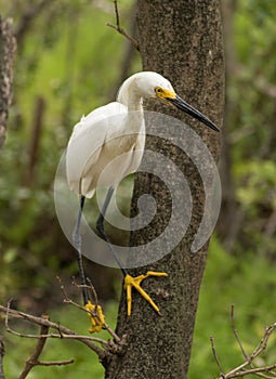 Snowy Egret