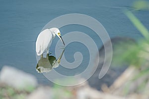 Snowy Egret