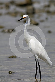 Snowy Egret