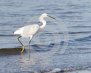 Snowy Egret