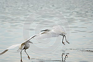 Snowy Egret