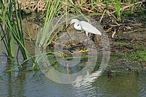 Snowy Egret