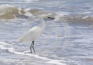 Snowy Egret photo