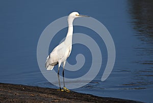 Snowy Egret along The Suwannee River Sill in the Okefenokee Swamp National Wildlife Refuge, Georgia, USA