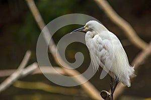 A snowy egret atanding on a branch over a swamp