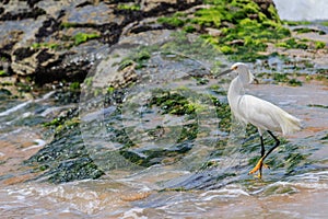 Snowy egret in a beach photo