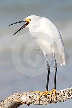 Snowy Egret with Beak Open