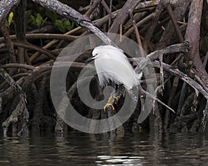 Snowy egret, binomial name Egretta thula perched on the roots of mango trees on the shore of Chokoloskee Bay in Florida.