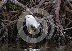 Snowy egret, binomial name Egretta thula perched on the roots of mango trees on the shore of Chokoloskee Bay in Florida.