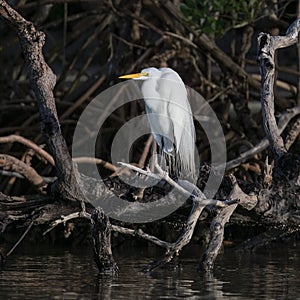 Snowy egret, binomiial name Egretta thula, perched on a fallen tree at the edge of Chokoloskee Bay in Florida.