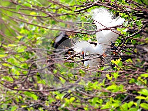 Snowy egret bird in breeding plumage in wetlands