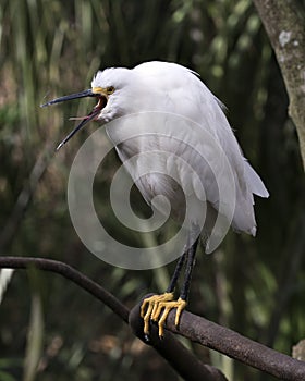 Snowy Egret bird close-up profile view perched with bokeh background. Bird singing. Bird shouting. Opened beck.  Portrait. Picture