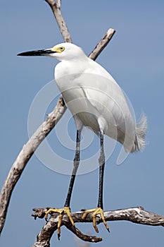 Snowy Egret bird in the Florida Everglades